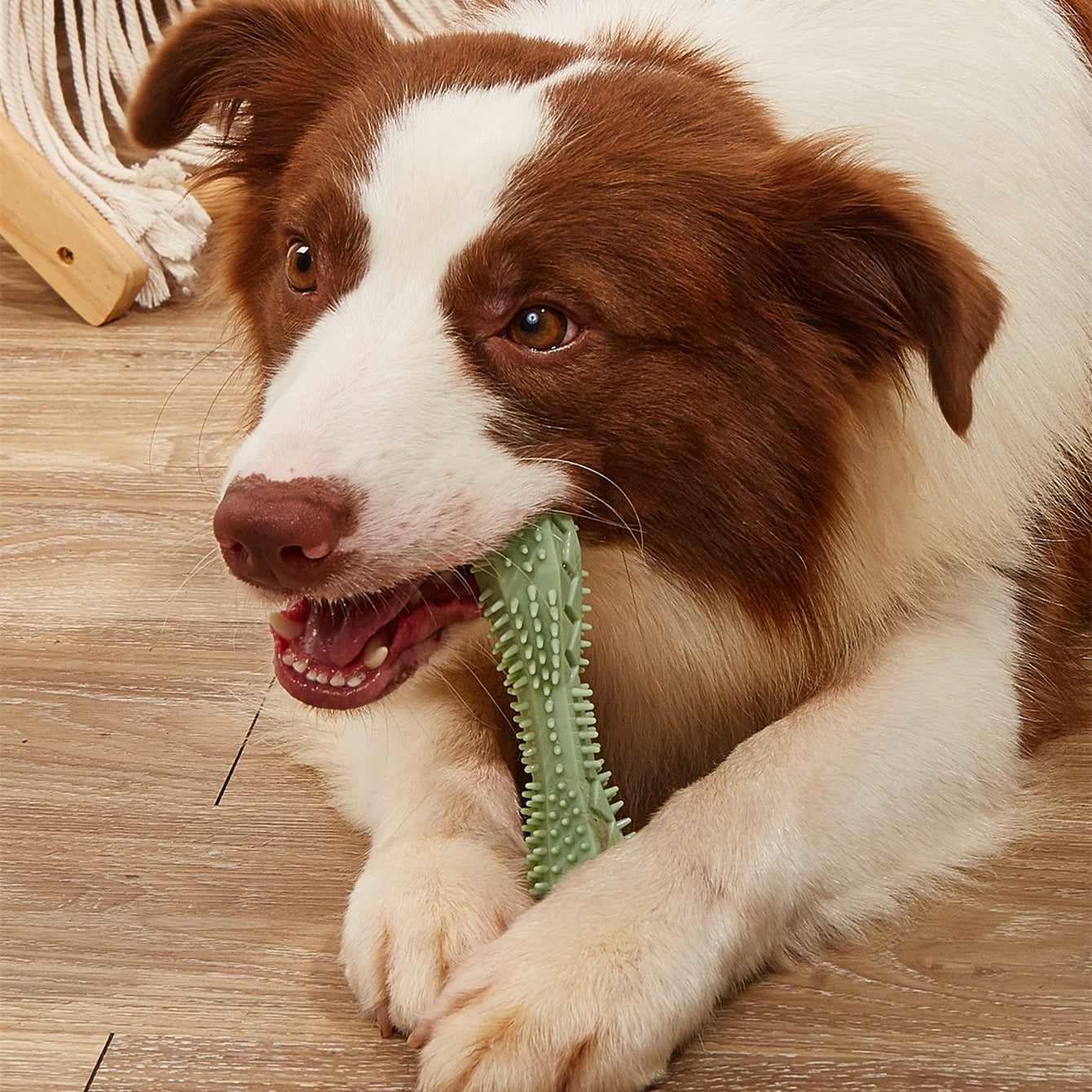 Chewable Dental Cleaner For Dogs