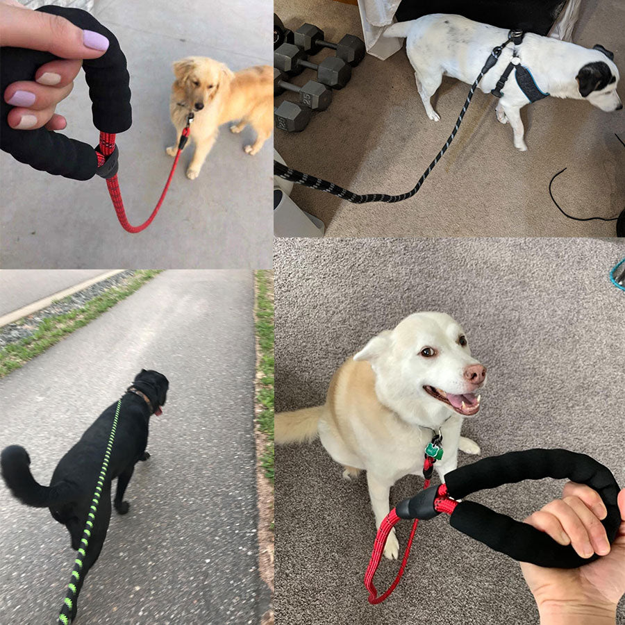 Dog's Luminous Leash